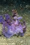 Batu Labang 1 - Weedy Scorpionfish